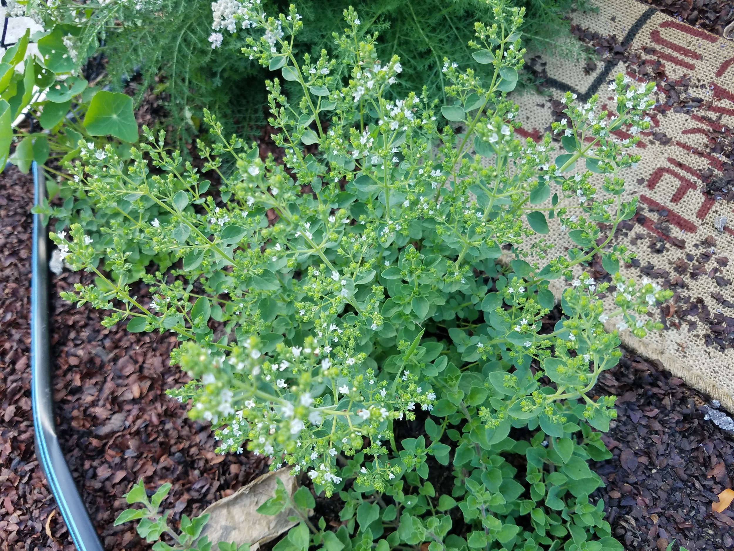 Basil Thyme