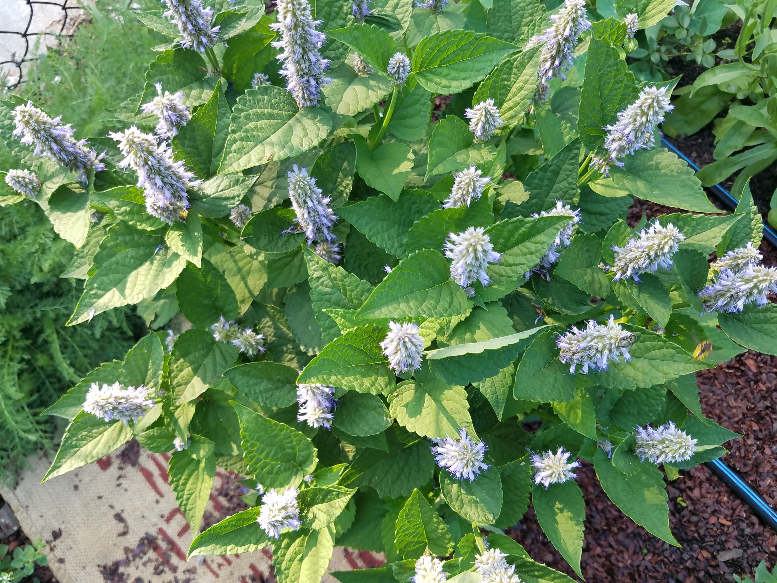 Agastache (Licorice Mint)