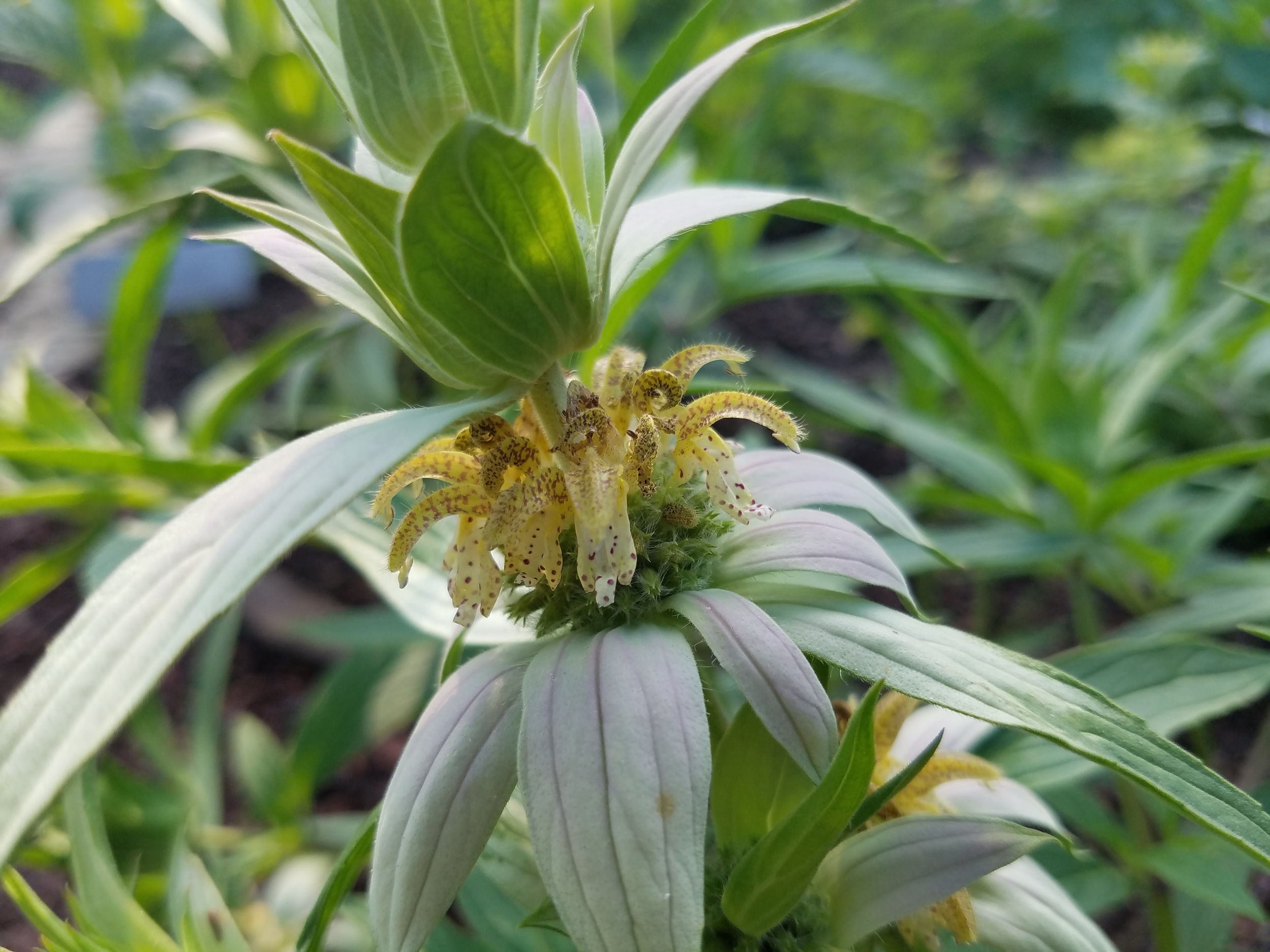 Yellow-dotted Mint