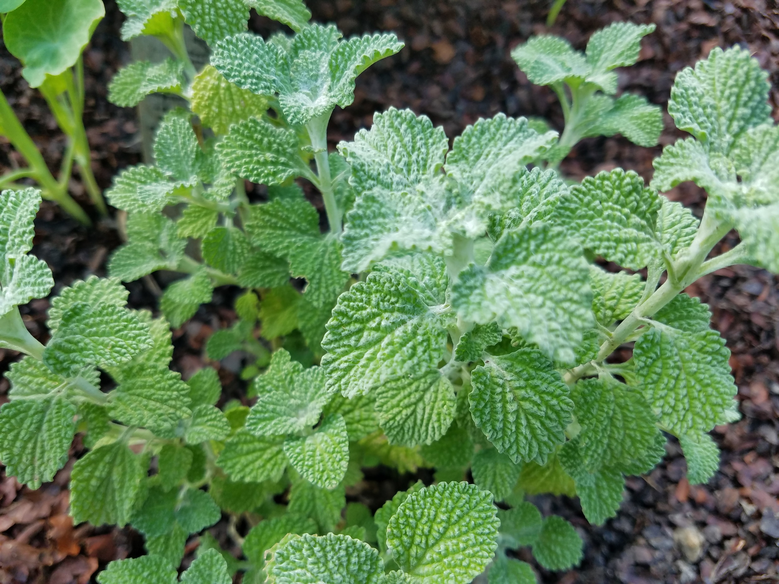 White Horehound