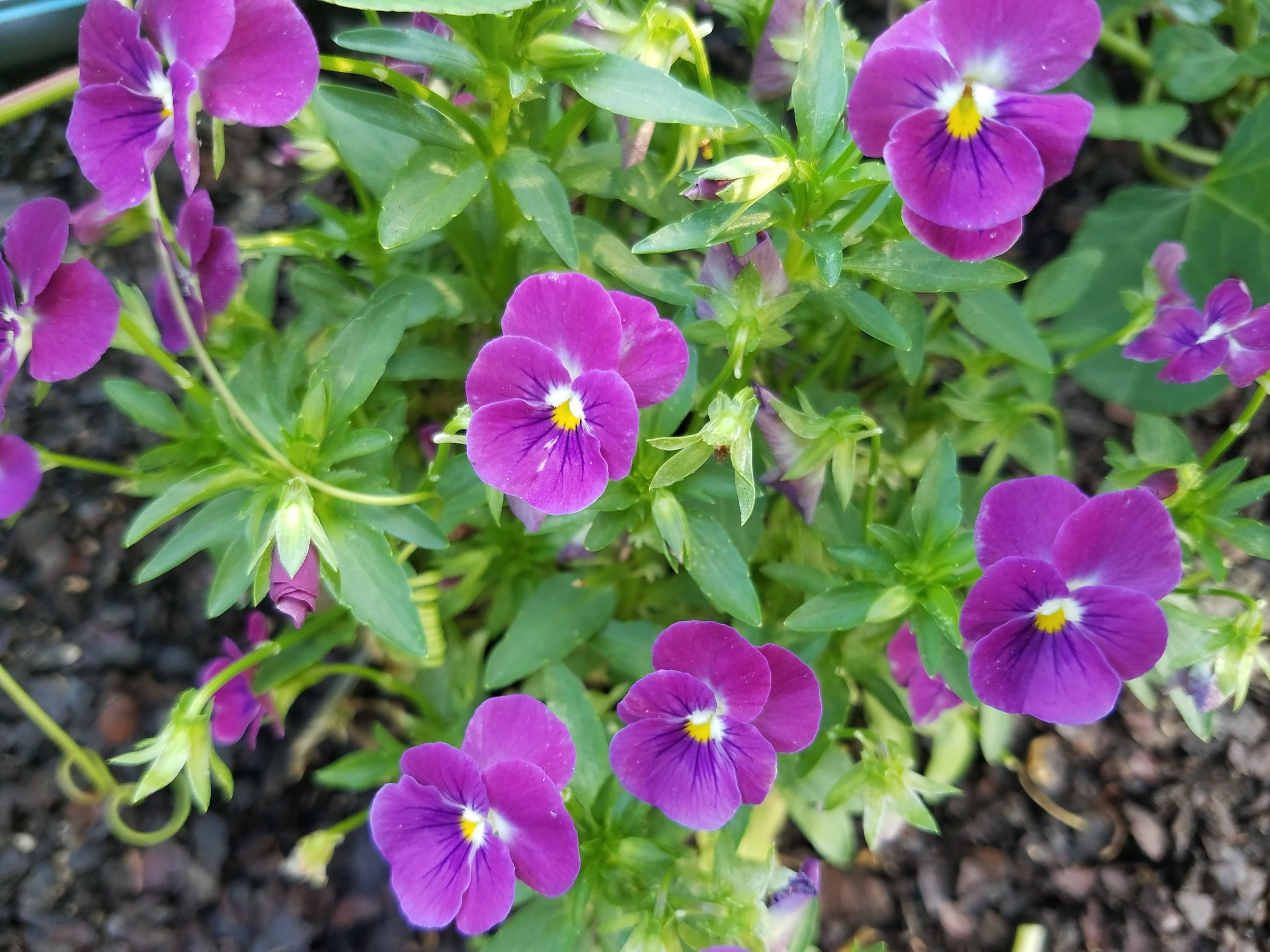 Viola