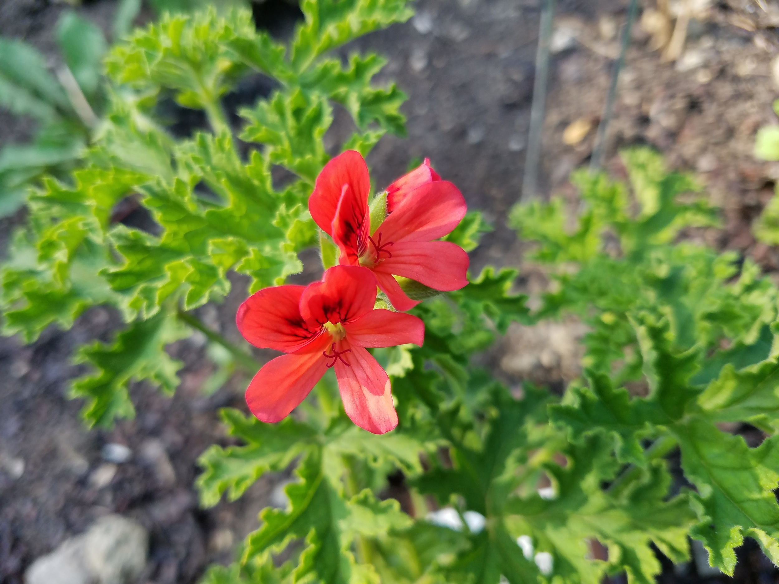 Mrs. Talyor Scented Geranium