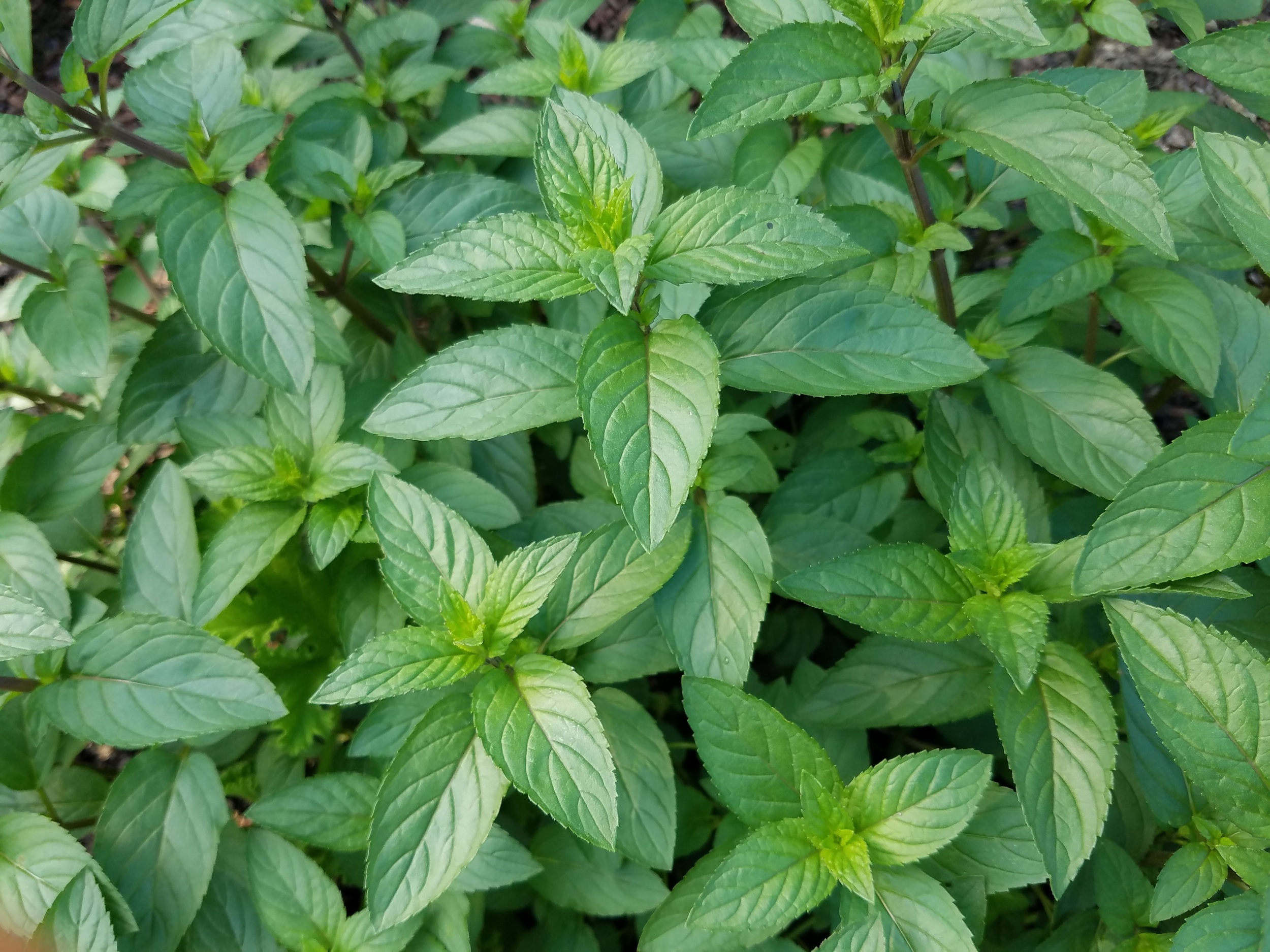 Chocolate Mint