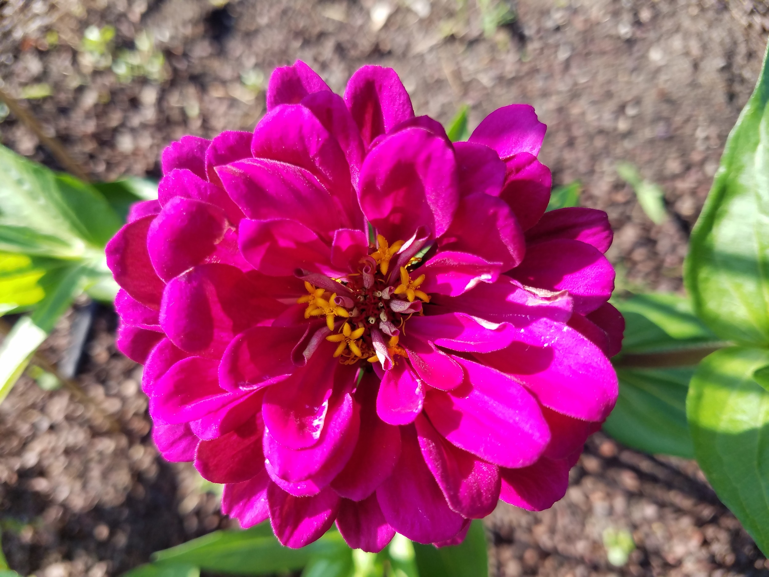 Zinnia