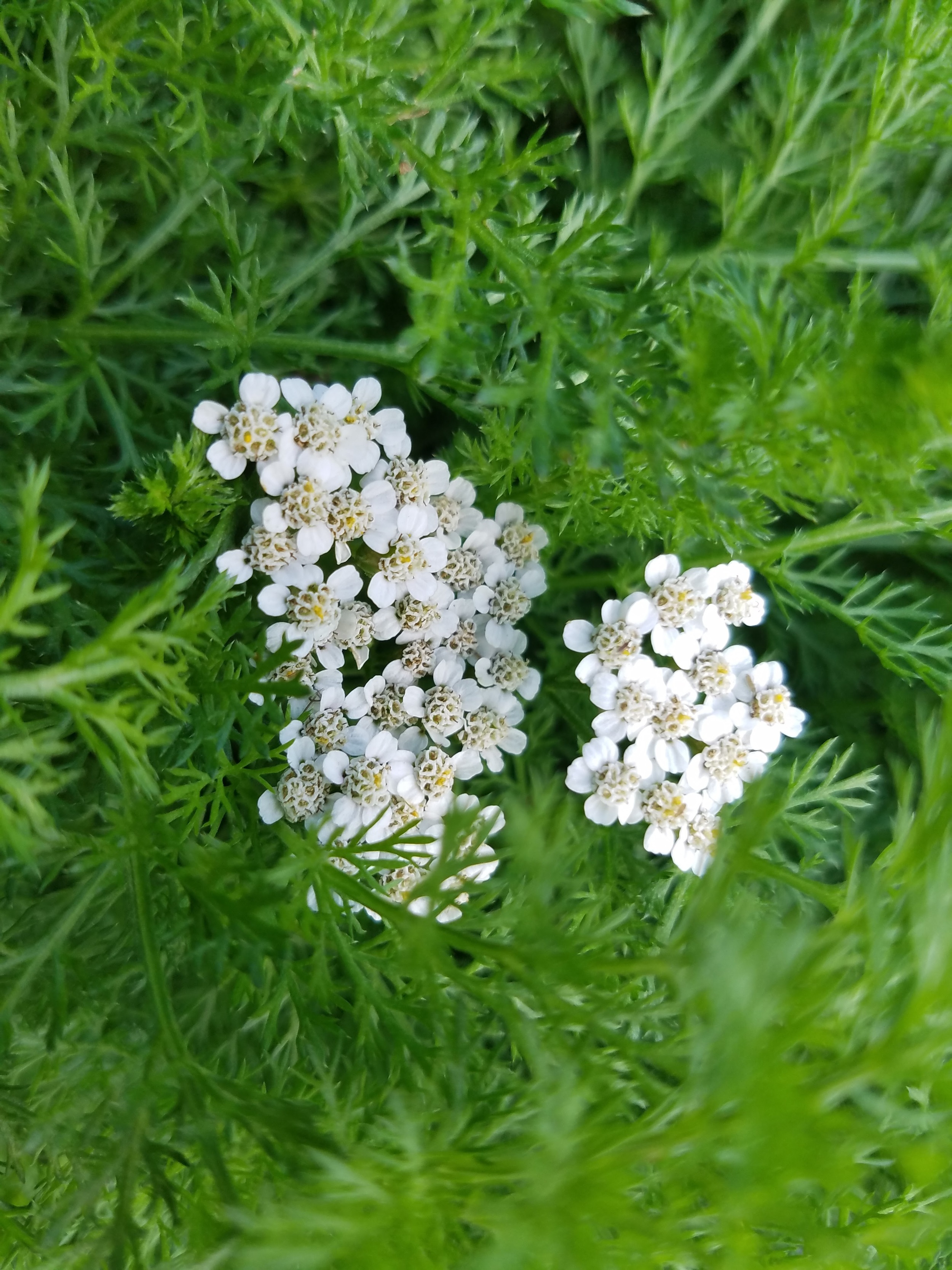 Yarrow