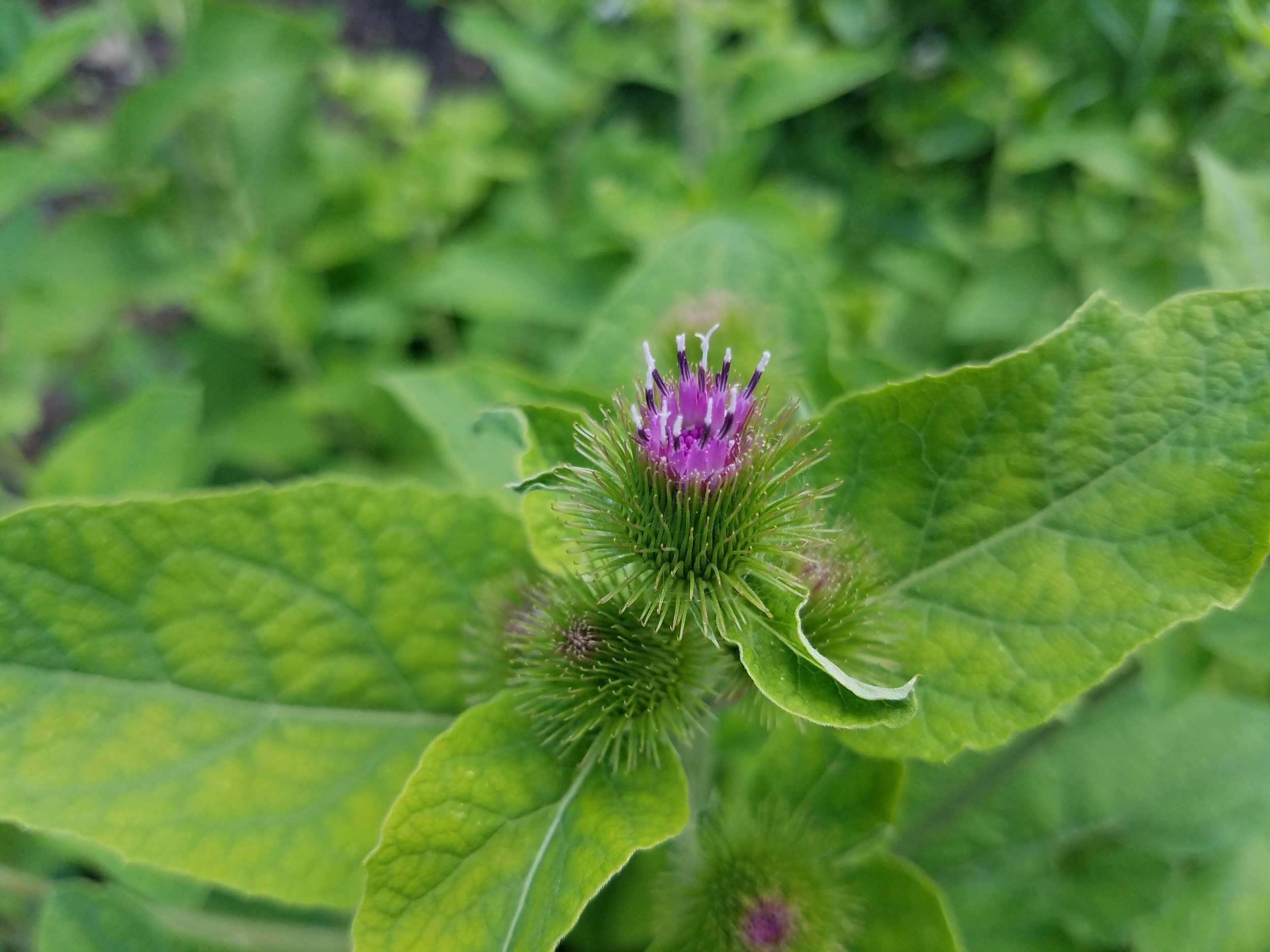 Burdock