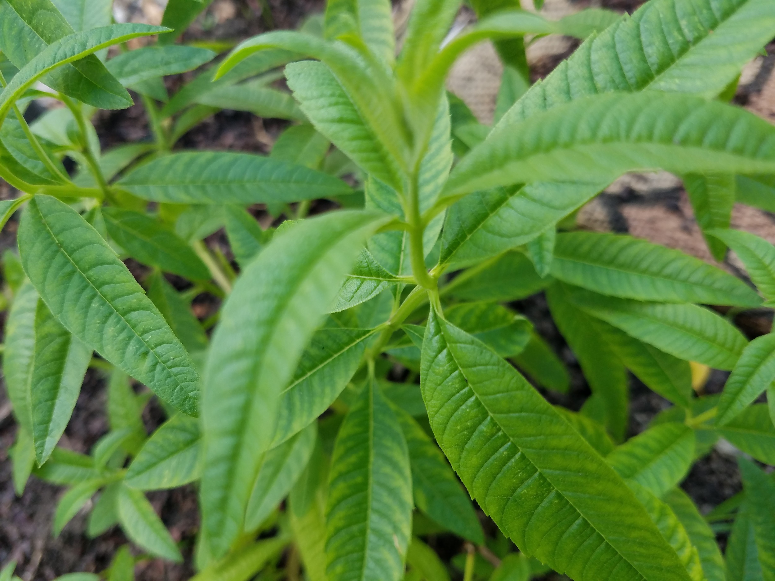 Lemon Verbena