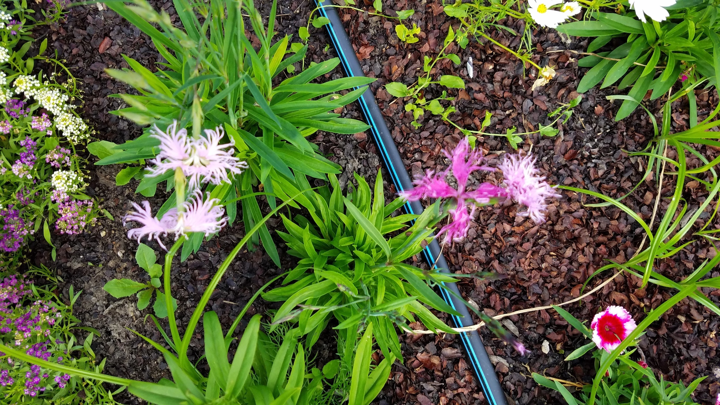 Fringed Dianthus