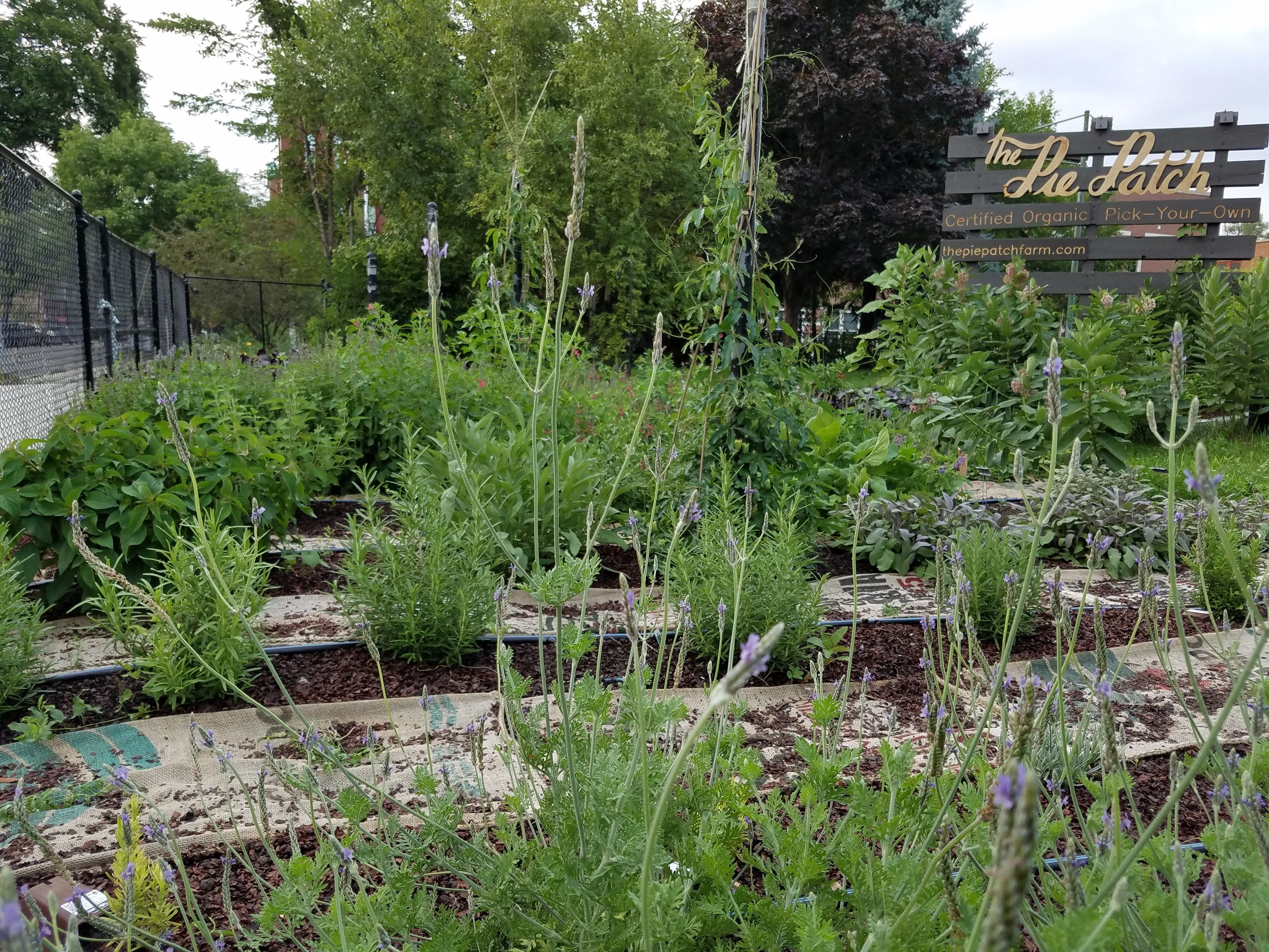 July growth with lavender blossoms