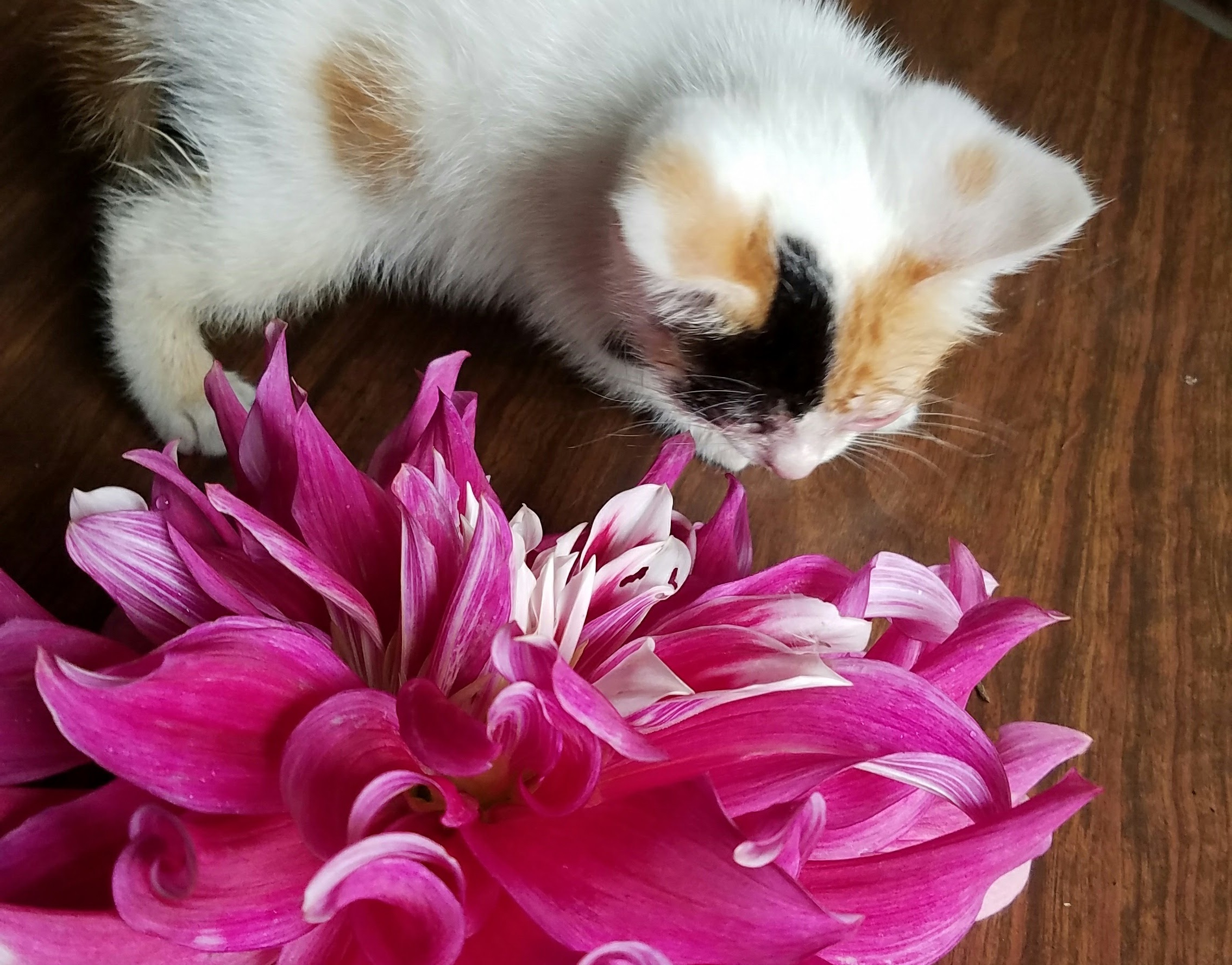 Dahlia with our farm cat, Zinnia