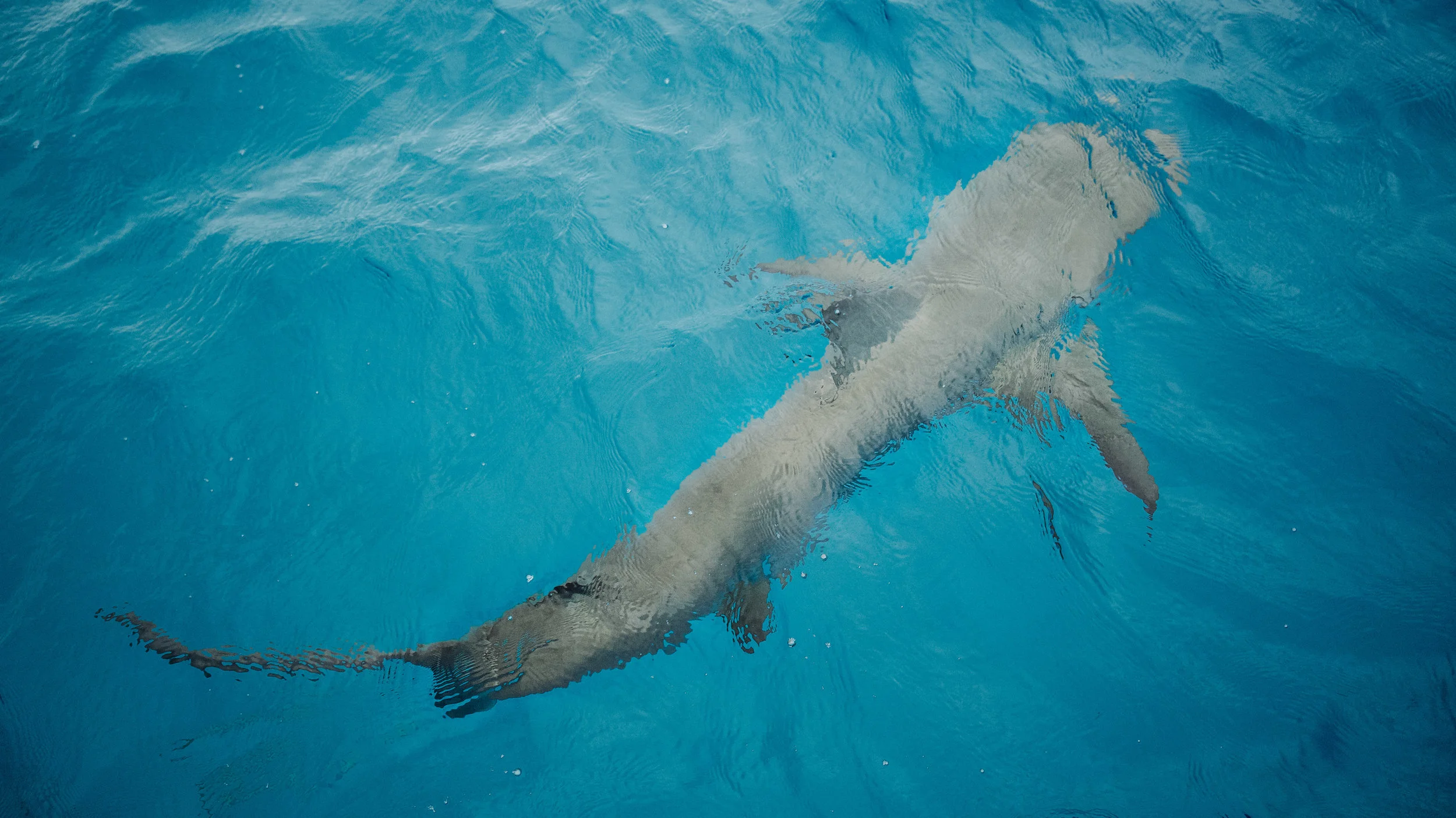 A Carribean Reef Shark. 