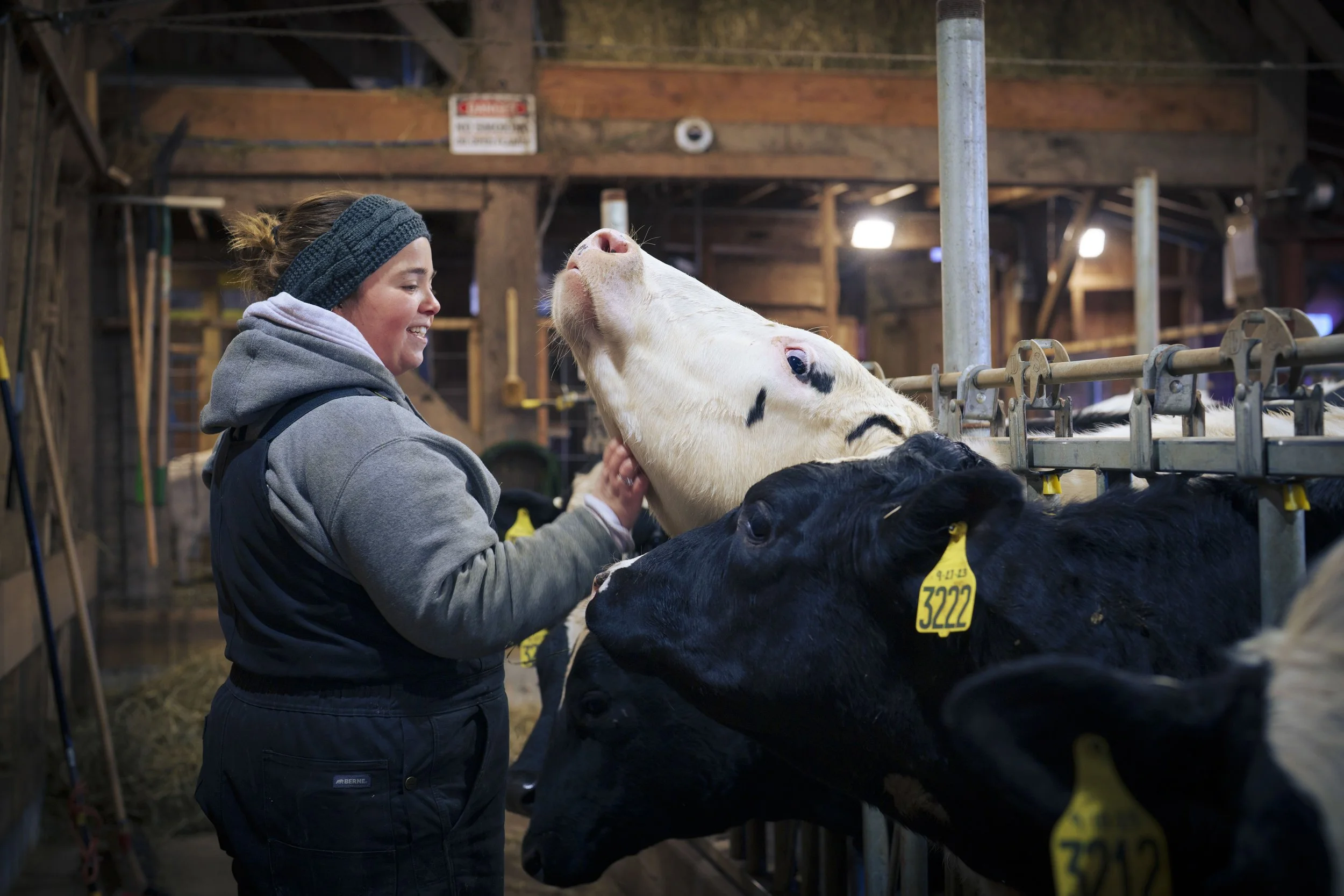 A woman smiling and petting a white cow, with two black calves, inside a wooden barn.
