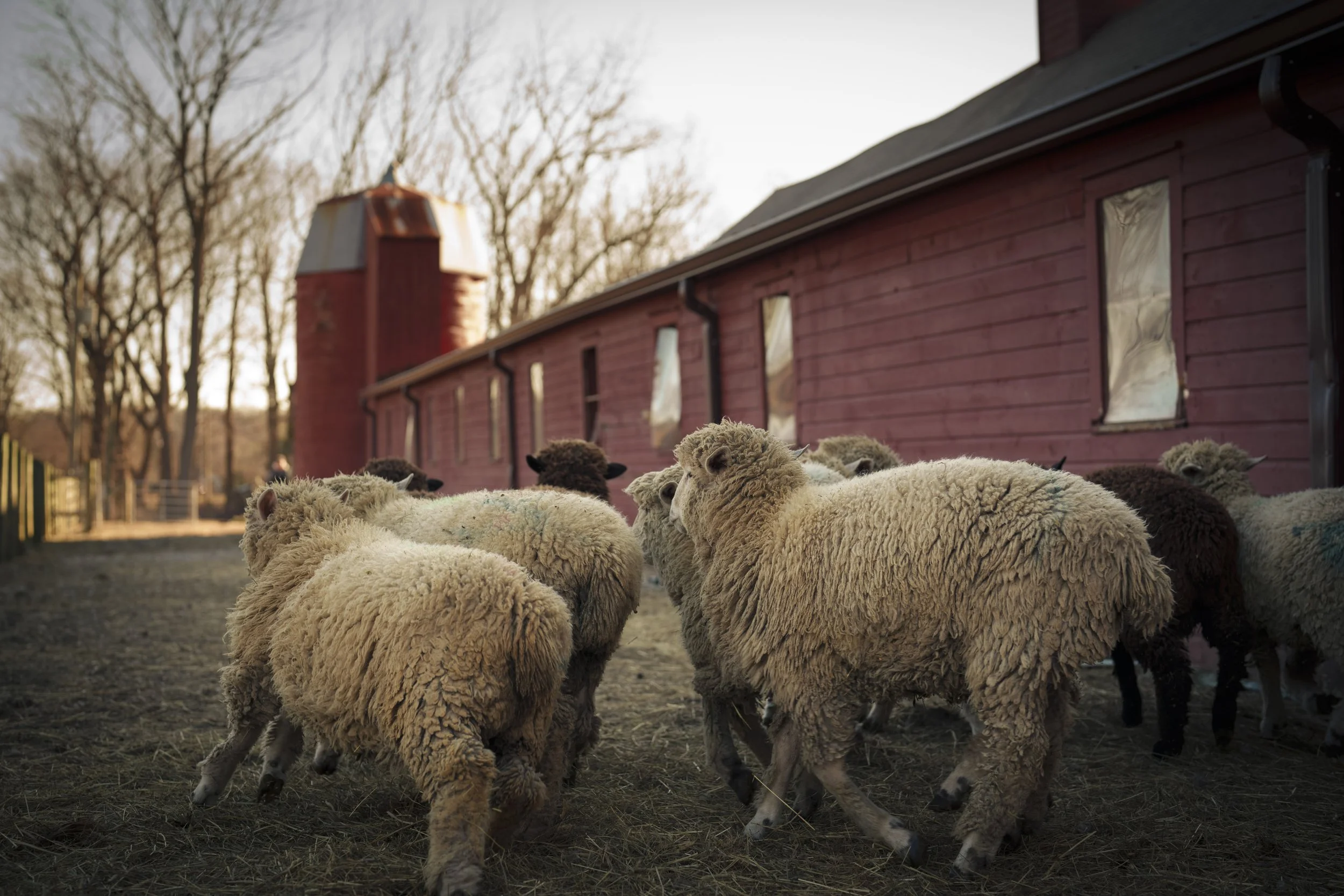 A group of sheep in front of a red barn on a farm during sunset.