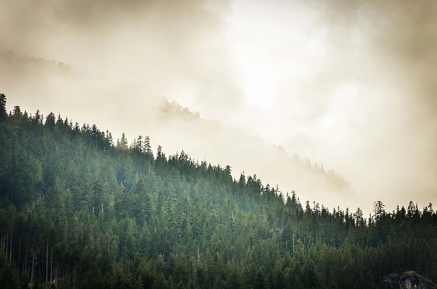 Nature 7-2.jpg