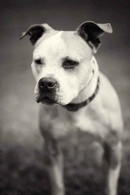 1408 MTC Anim Shelter 2 (57 of 147)-Edit-Edit.jpg
