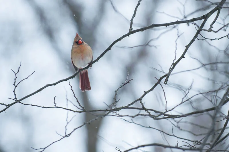 1402 birds snow (43 of 48).jpg