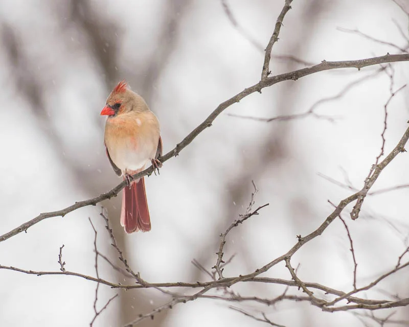 1402 birds snow (45 of 48).jpg