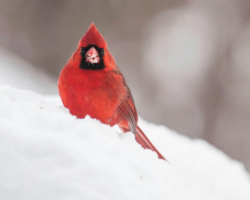 1402 Snow birds (38 of 55).jpg