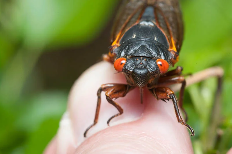 1306 Cicada (97 of 99).jpg