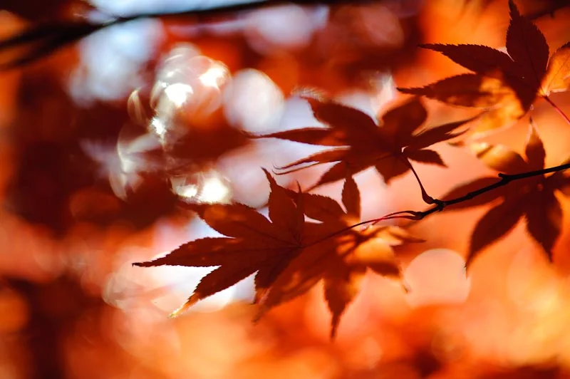 autumn leaves-012.jpg