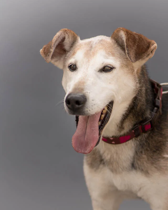 1409 MTAS_Dogs 3 (48 of 136)-Edit.jpg