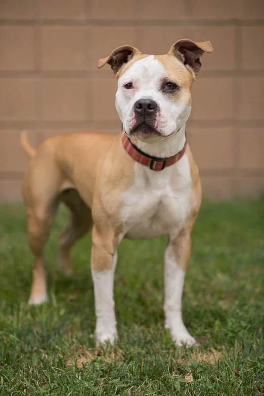 1408 MTC Anim Shelter 2 (54 of 147)-Edit.jpg