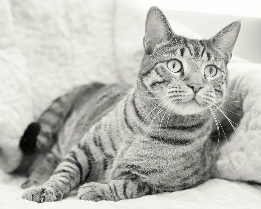 Toby (7 of 12)-Edit.jpg