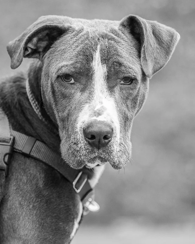 Fletcher (1 of 4).jpg