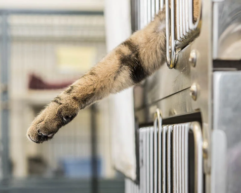 1501 MTAS_CatsDogs (61 of 207).jpg