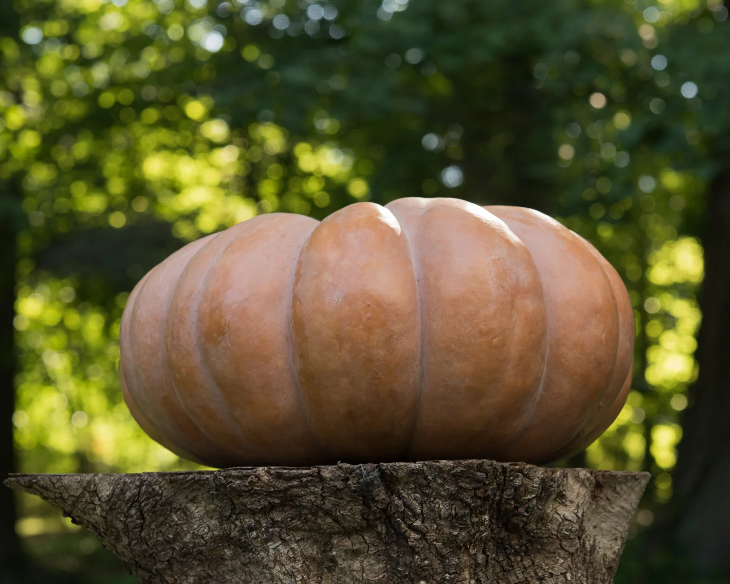 1608_Punkin2 (65 of 70).jpg