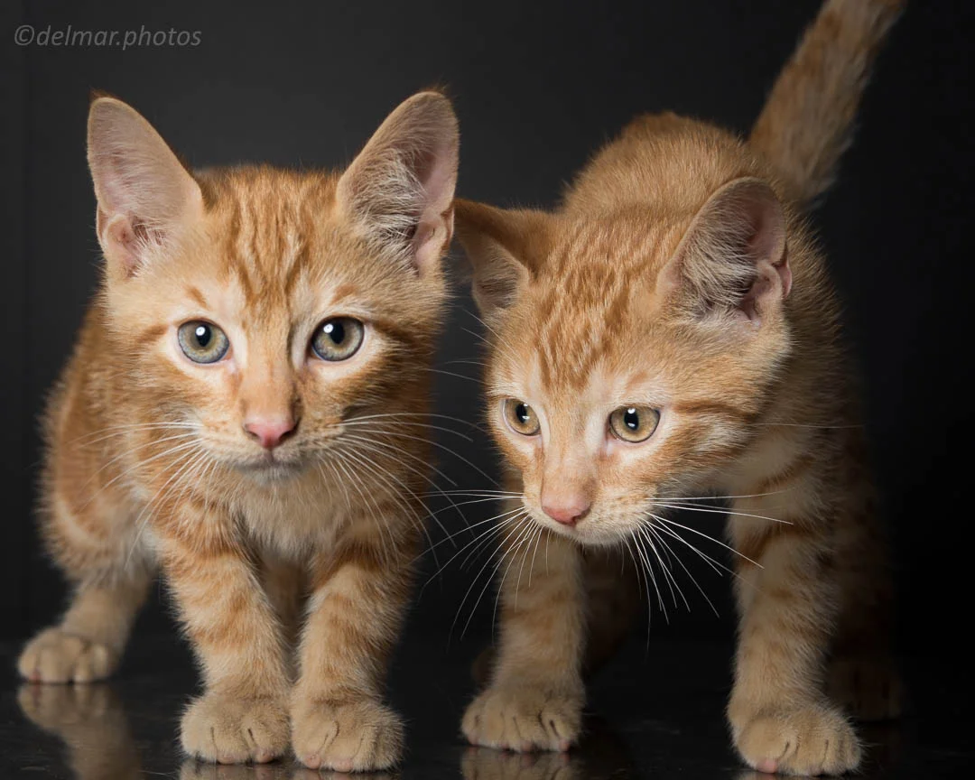 1808_mtas_cat_Artie and Armondo (5 of 16).jpg