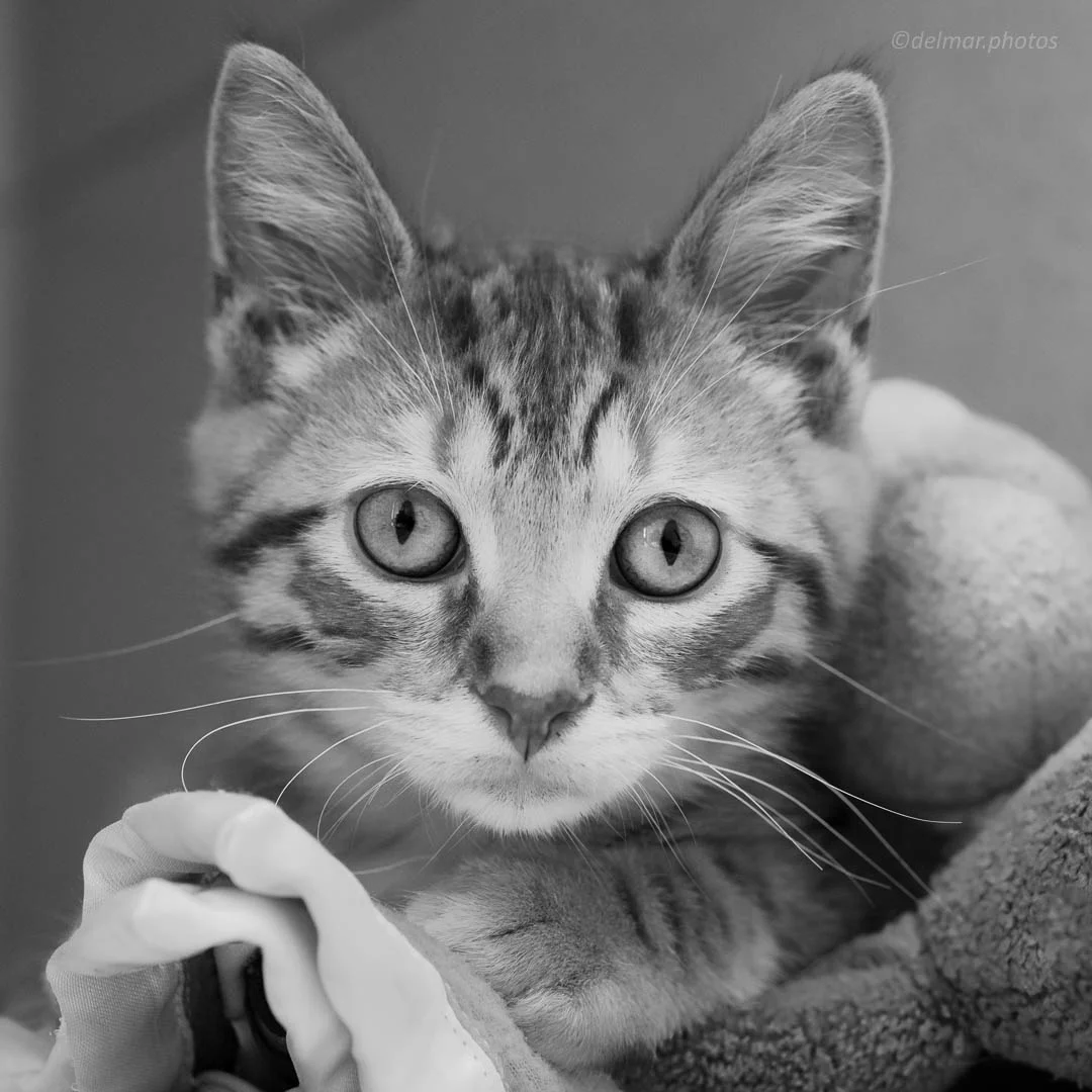 1808_mtas_cat_Sprout (12 of 13)-Edit.jpg