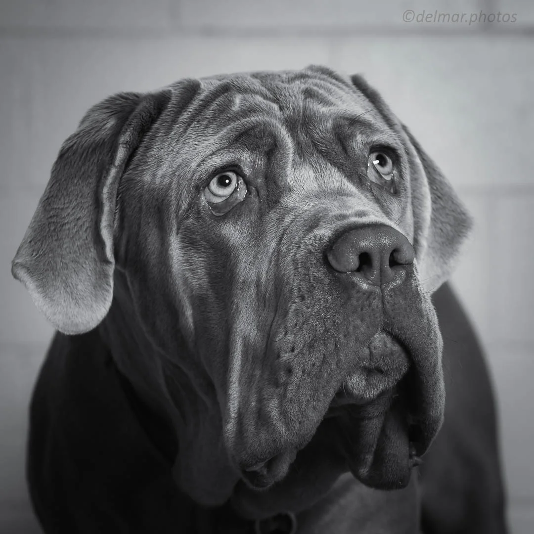 1808_mtas_dog_Charlie (3 of 8)-Edit.jpg