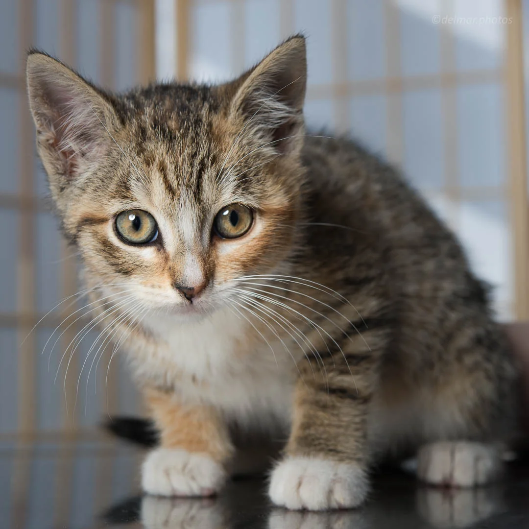 kitten (7 of 20).jpg