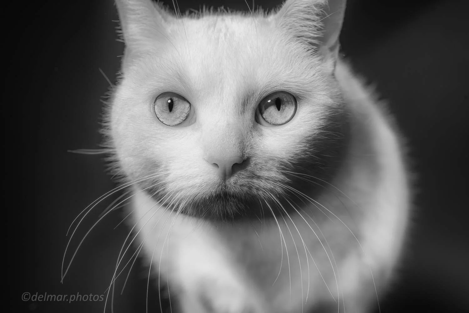 1802_MTAS_Bibi (5 of 20)-Edit.jpg