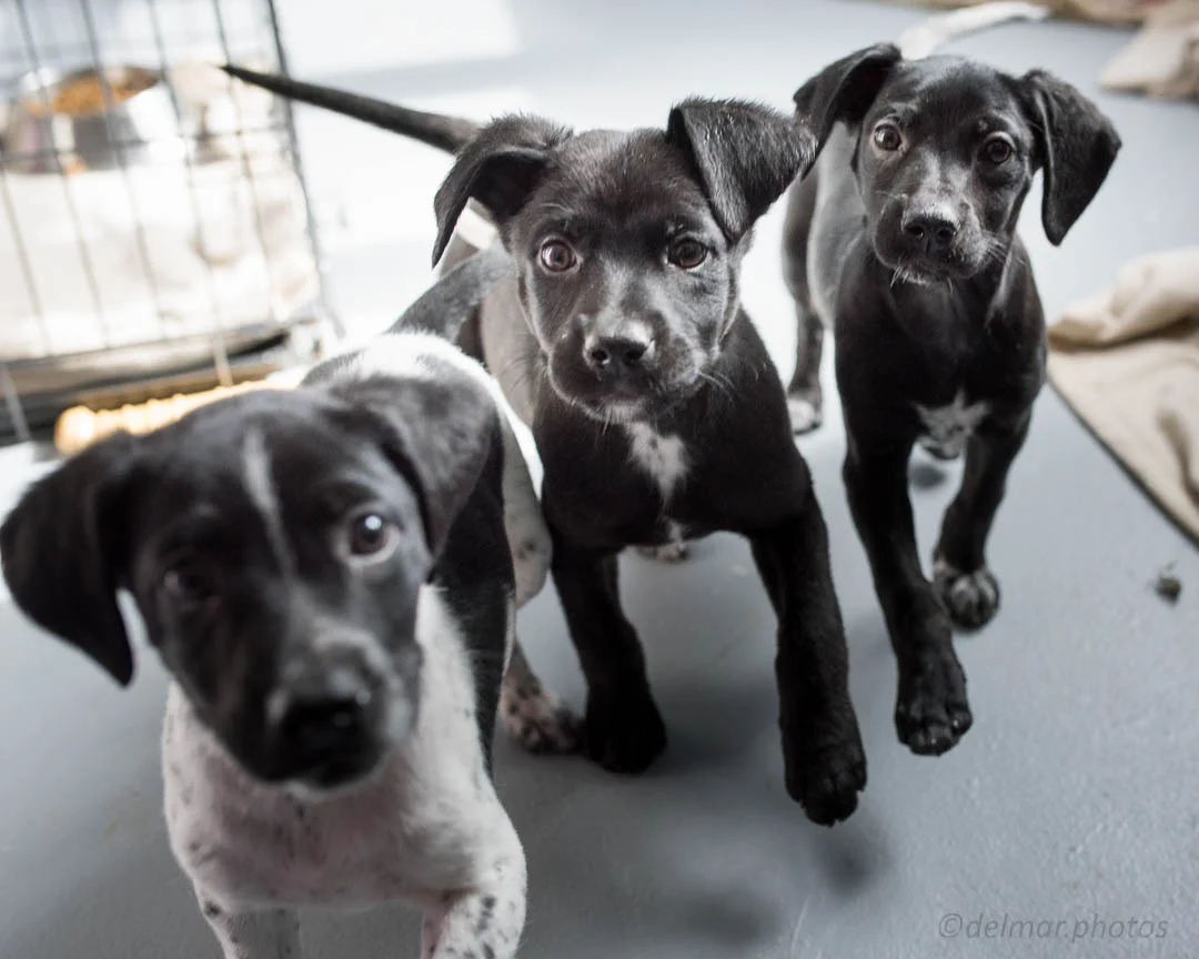 1803MTASCatsDogs (37 of 264).jpg