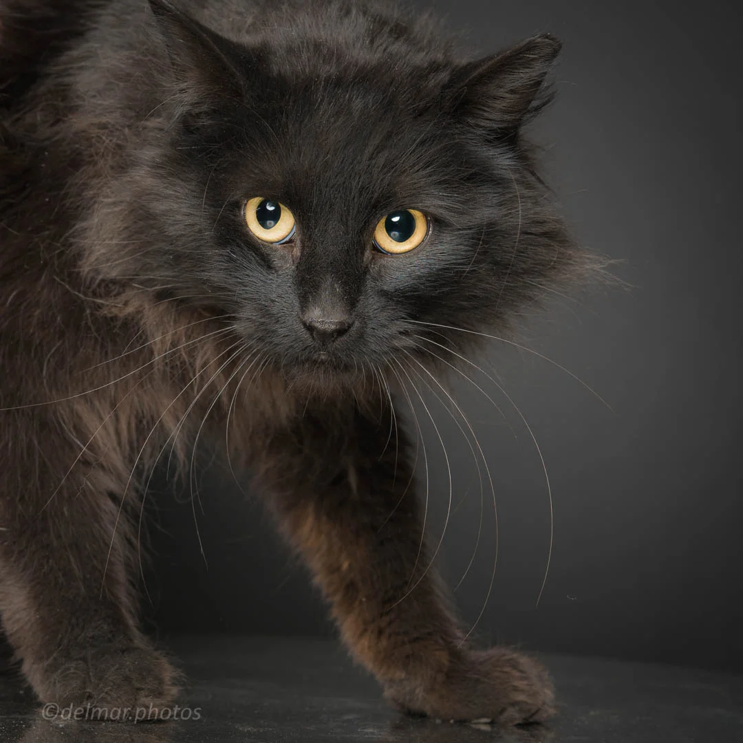 1804_mtas_cats1_Sable (1 of 10).jpg