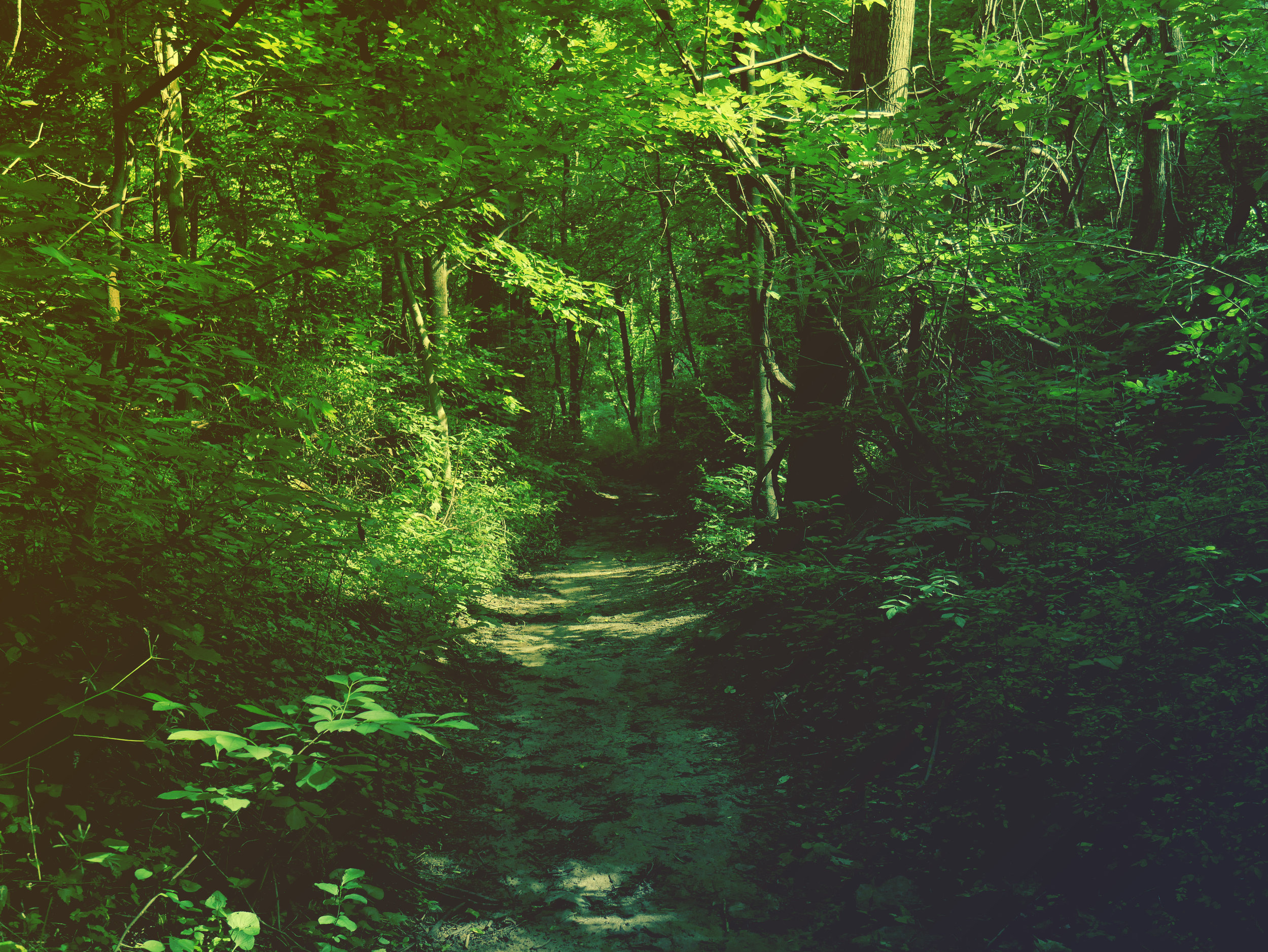 trail.jpg