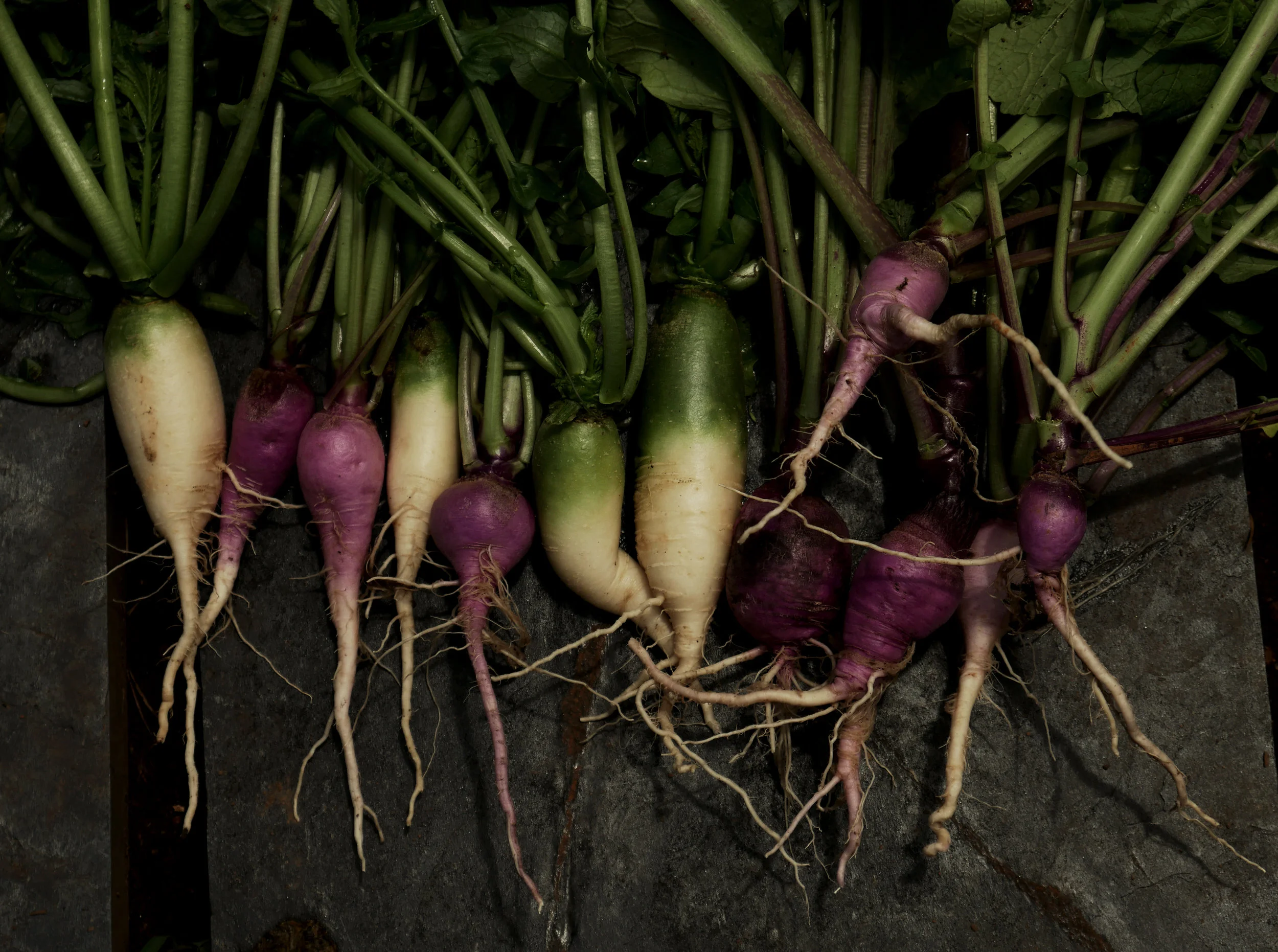 radish.jpg