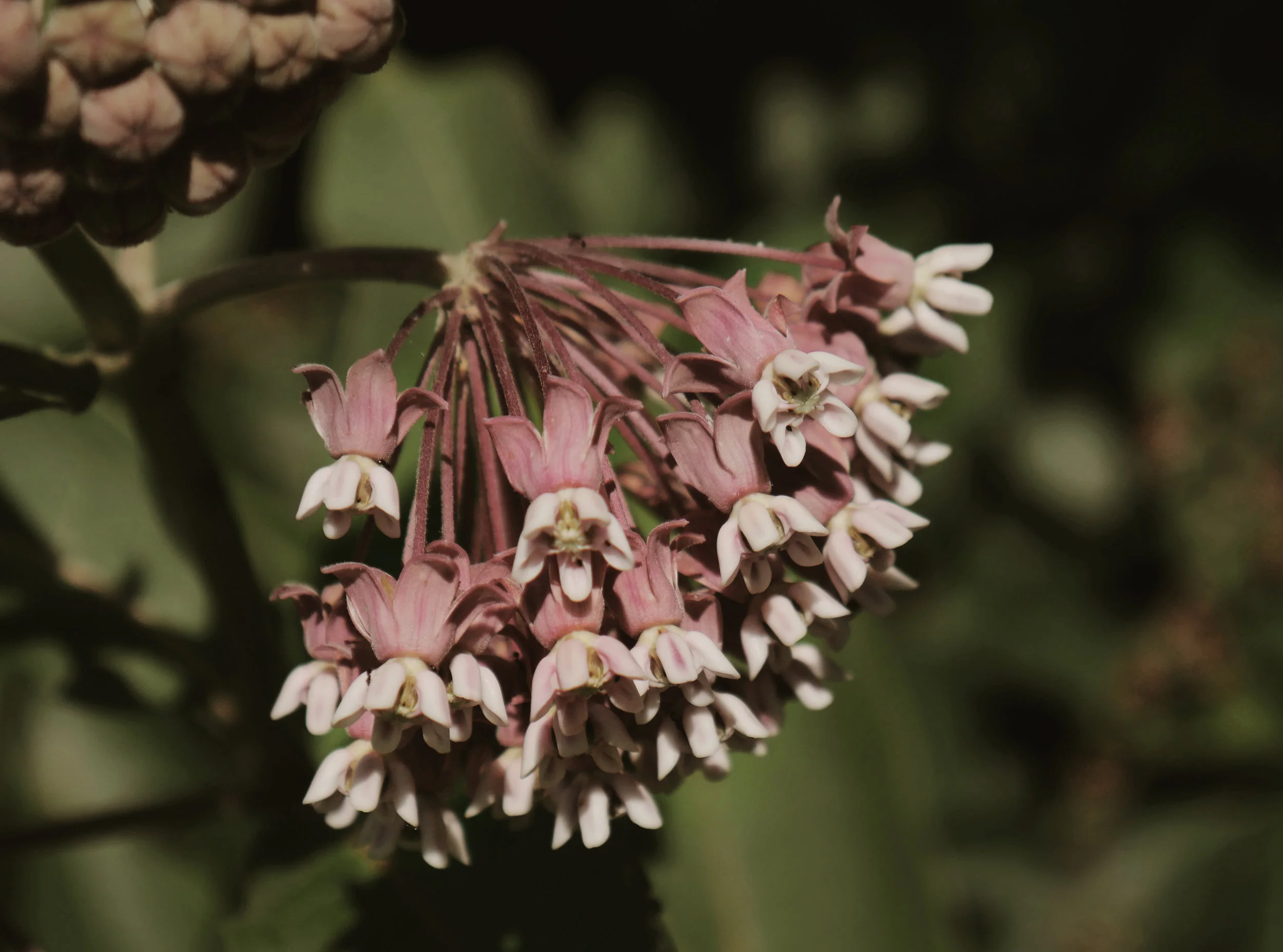 milkweed.jpg