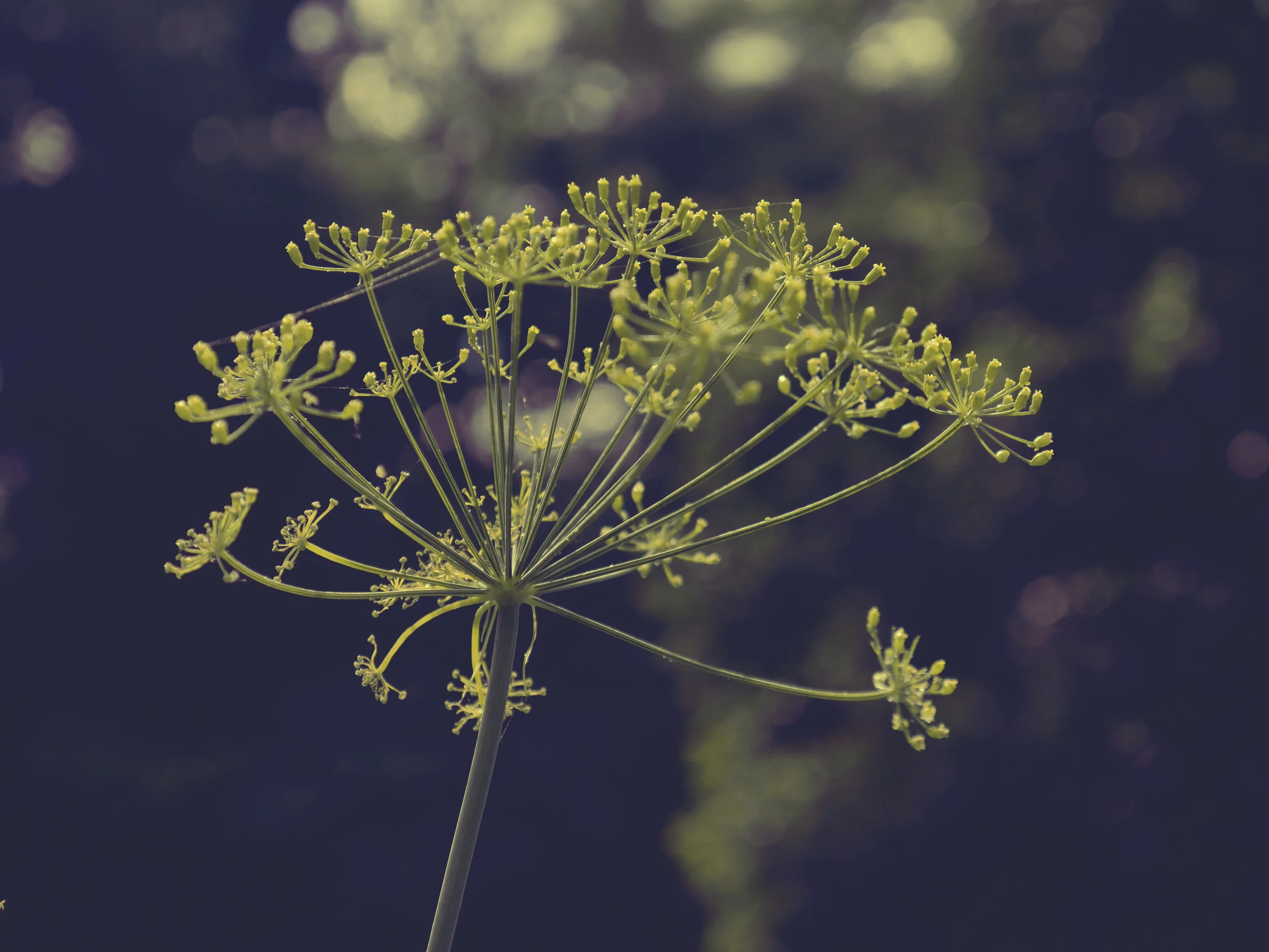 dill.jpg