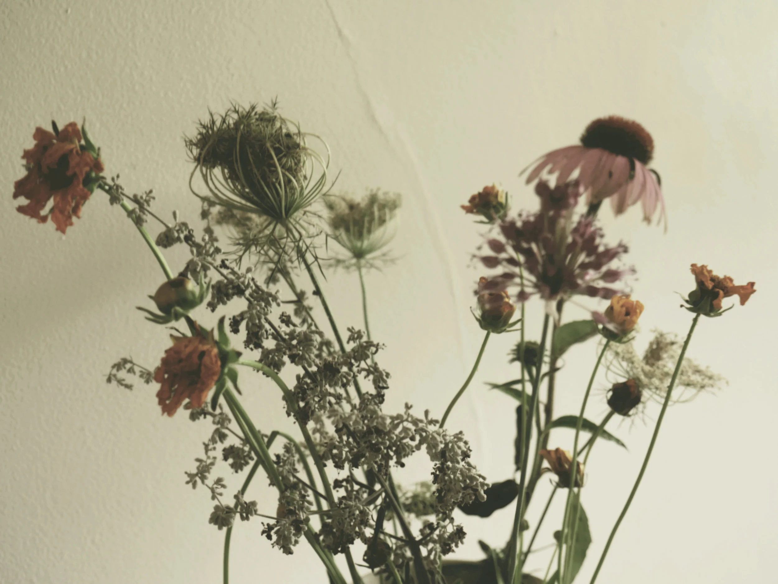 dyingflowers.jpg