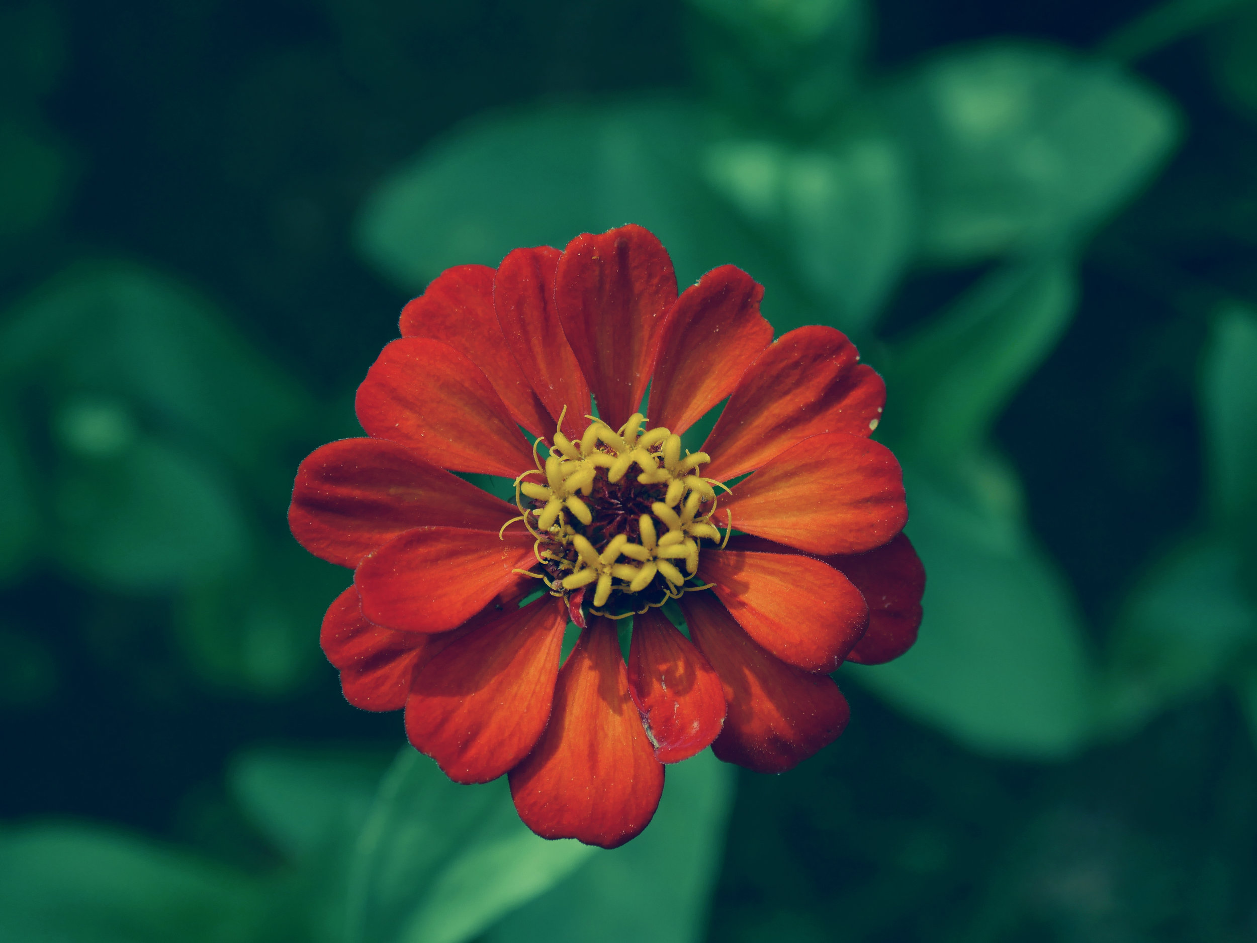 bloom.jpg