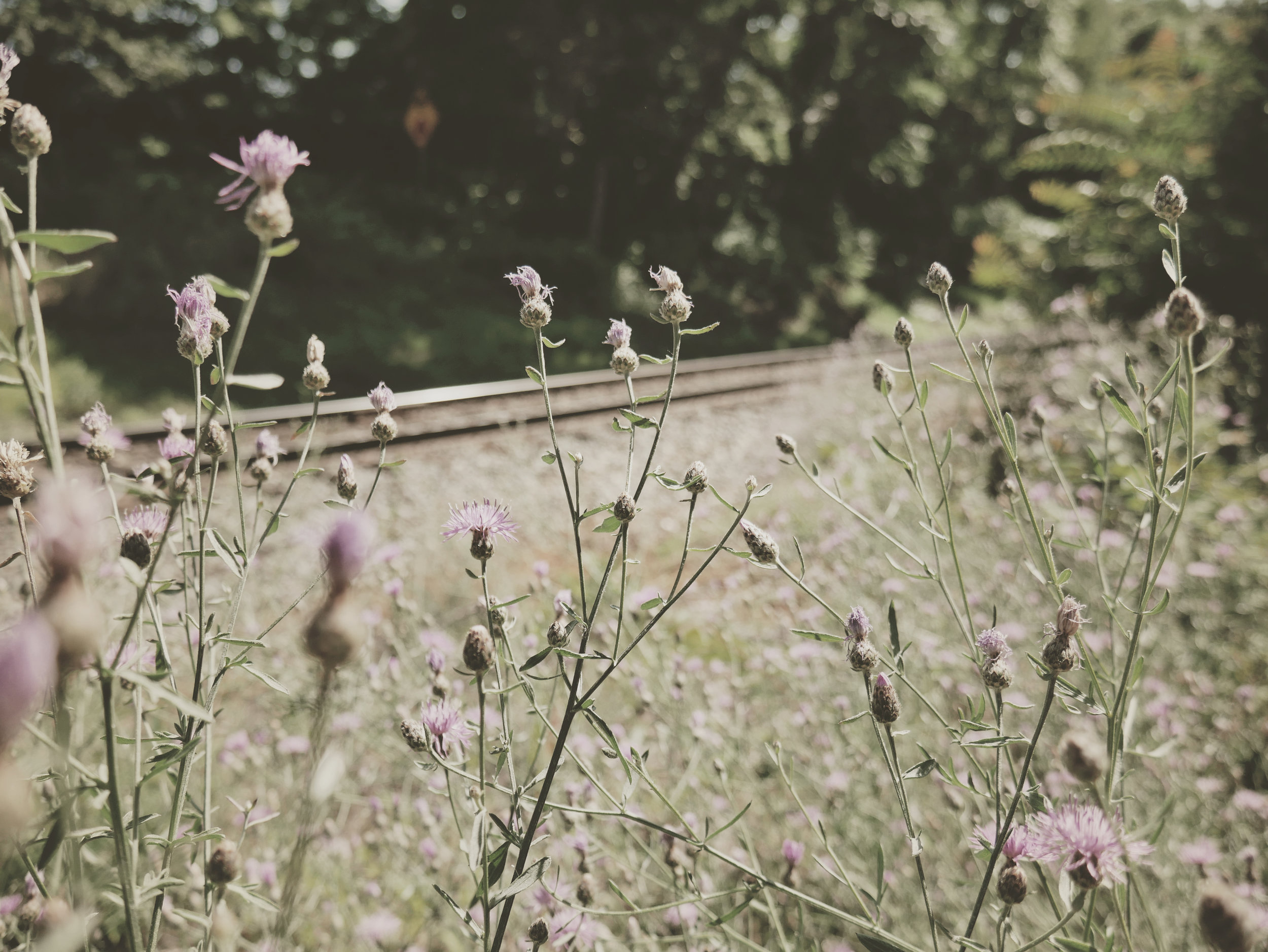 tracks.jpg