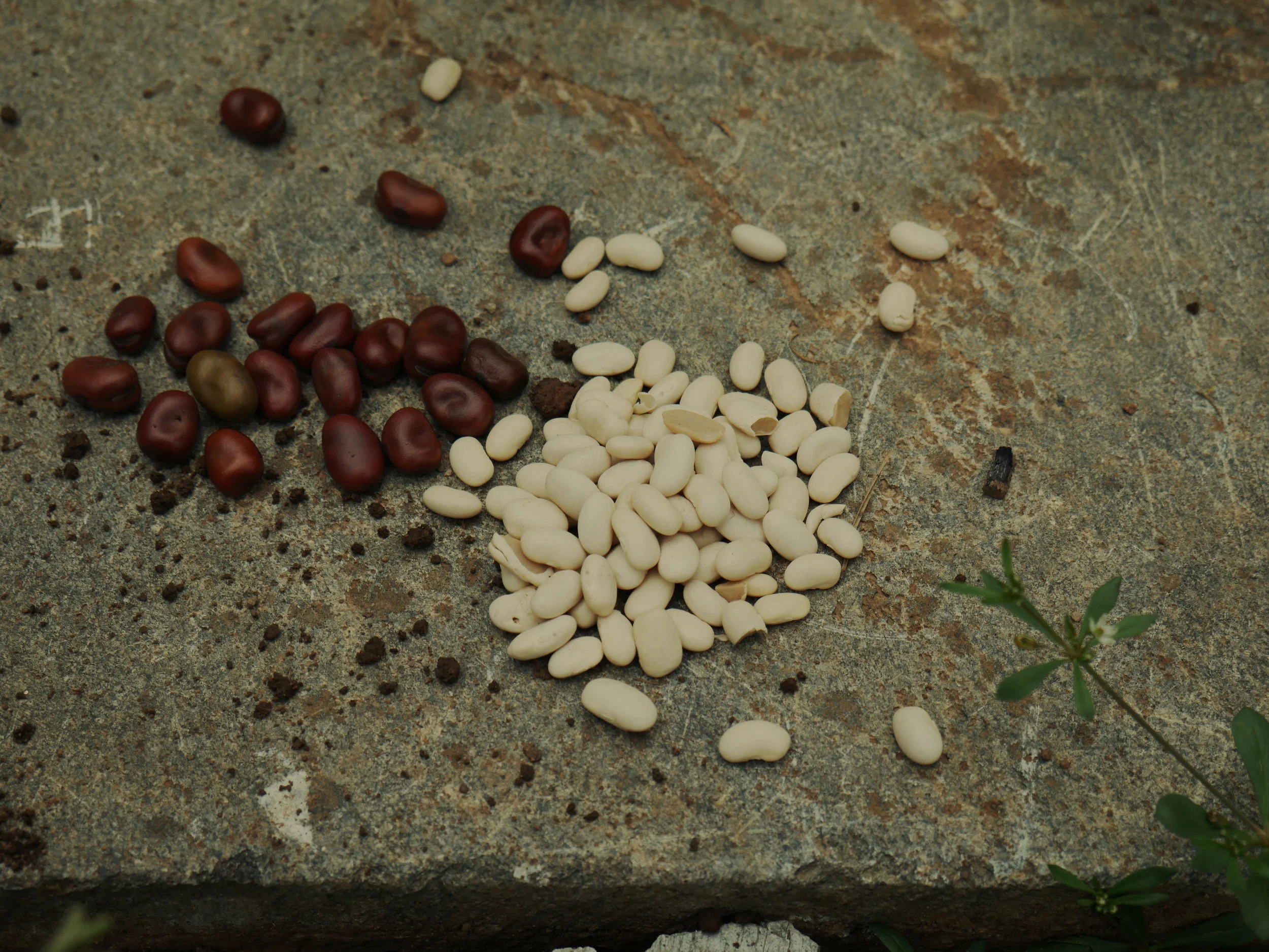 beans.jpg