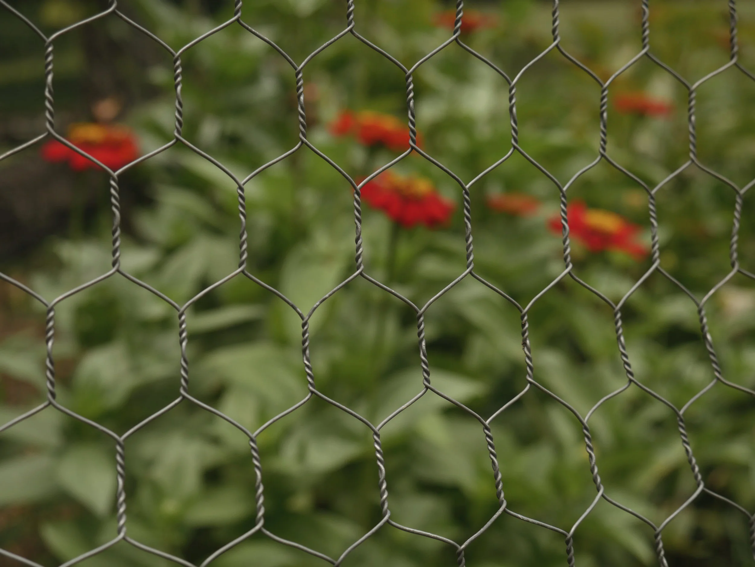 caged.jpg