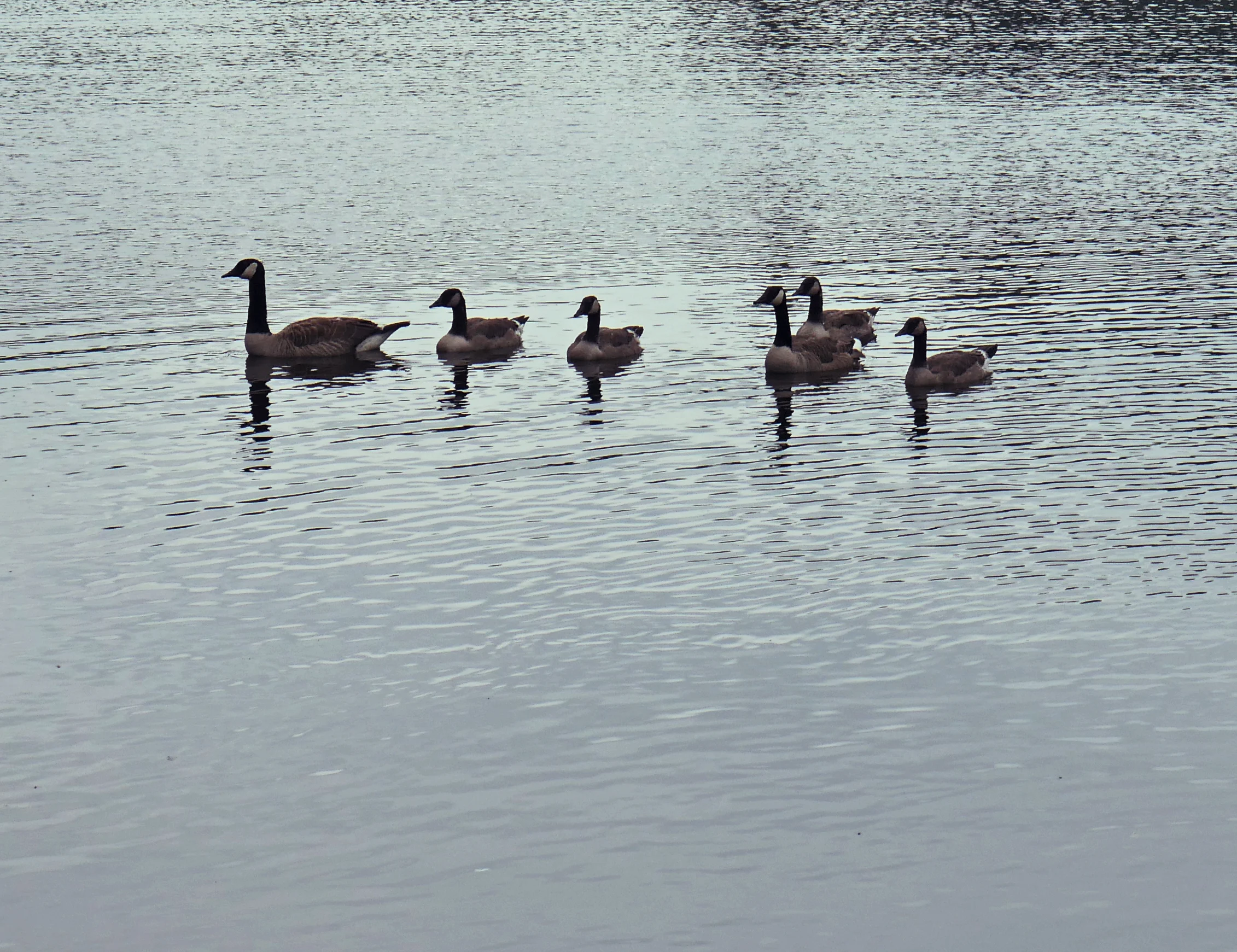 geese.jpg
