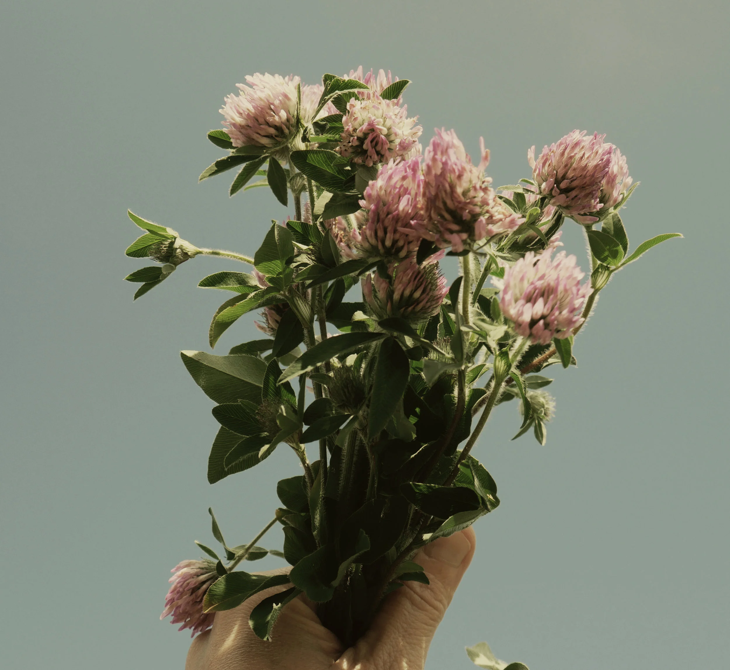 freshly picked.jpg
