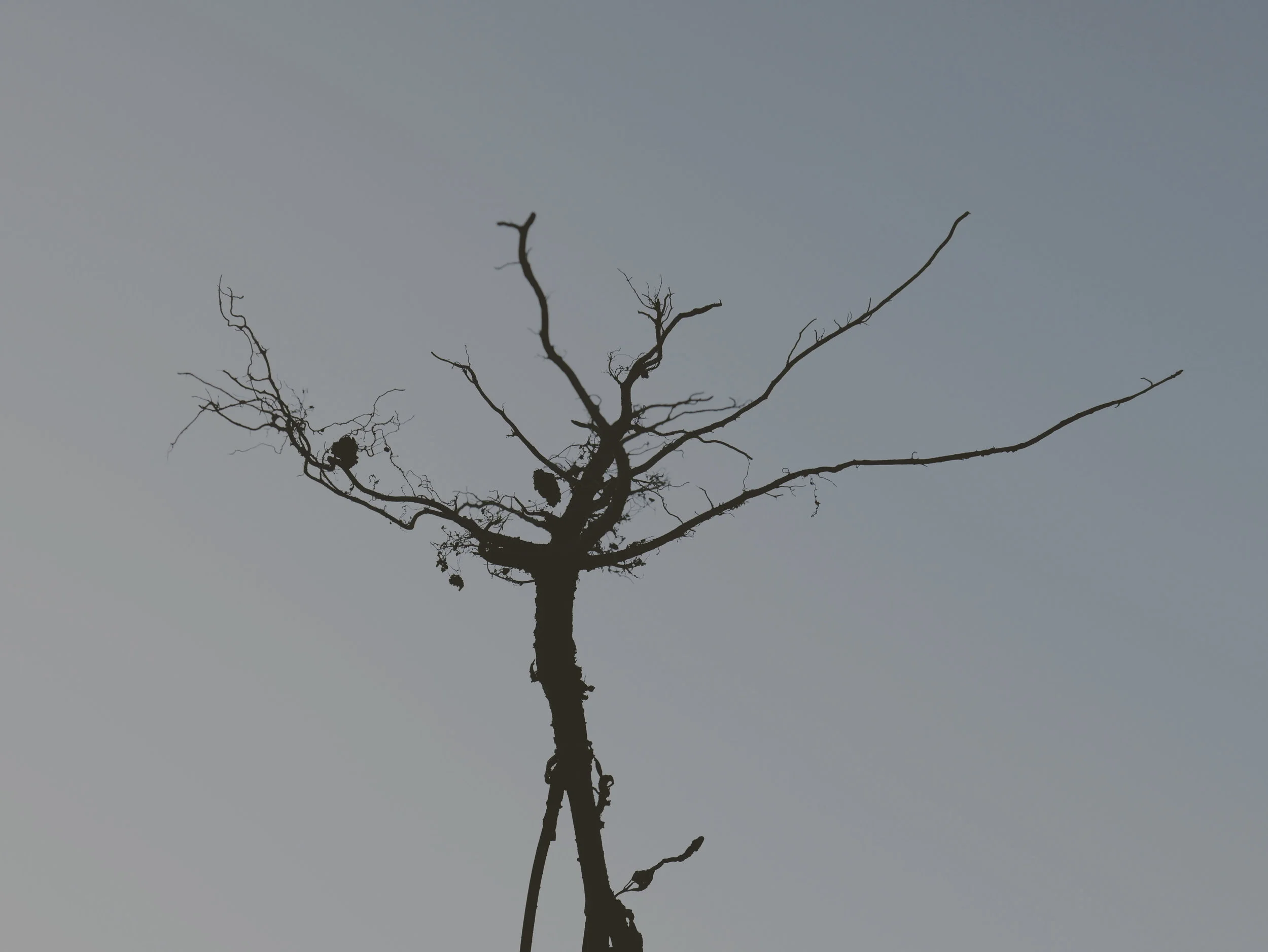 uprooted.jpg