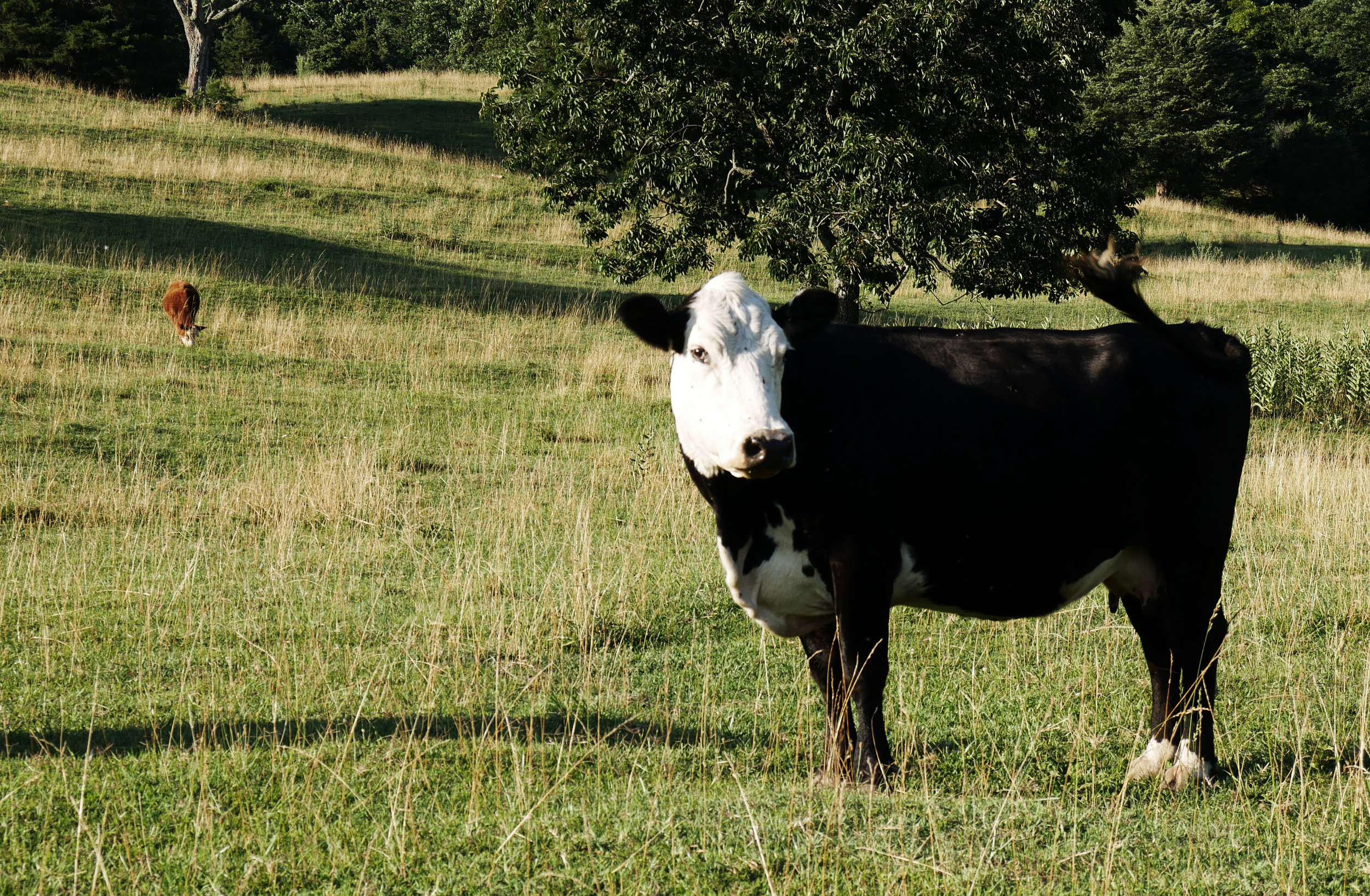holycow.jpg